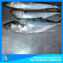 fresh spanish mackerel for sale